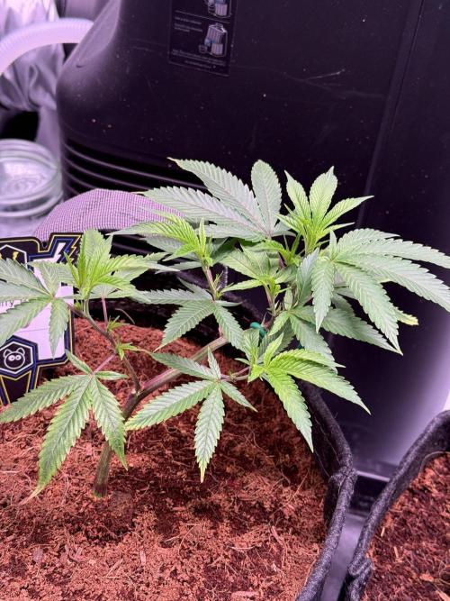 Blueberry Runtz-Clone. Week 2 - Day 12