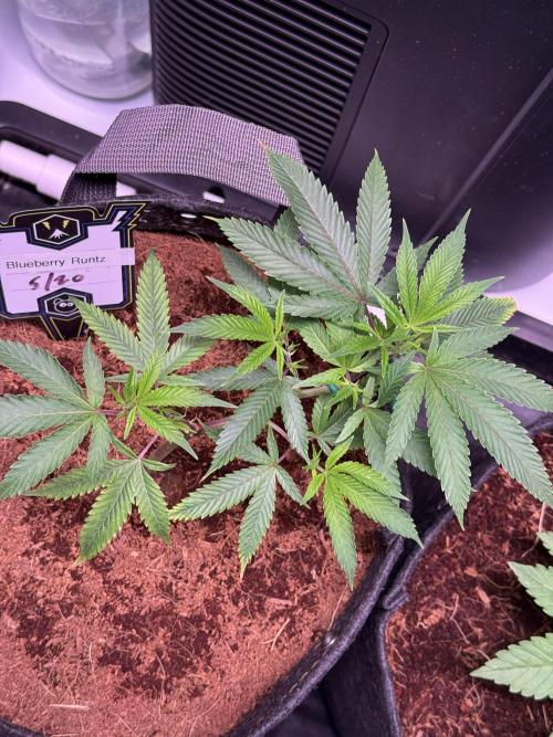 Blueberry Runtz-Clone. Week 2 - Day 12