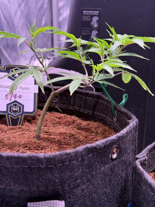 Blueberry Runtz-Clone. Week 2 - Day 12