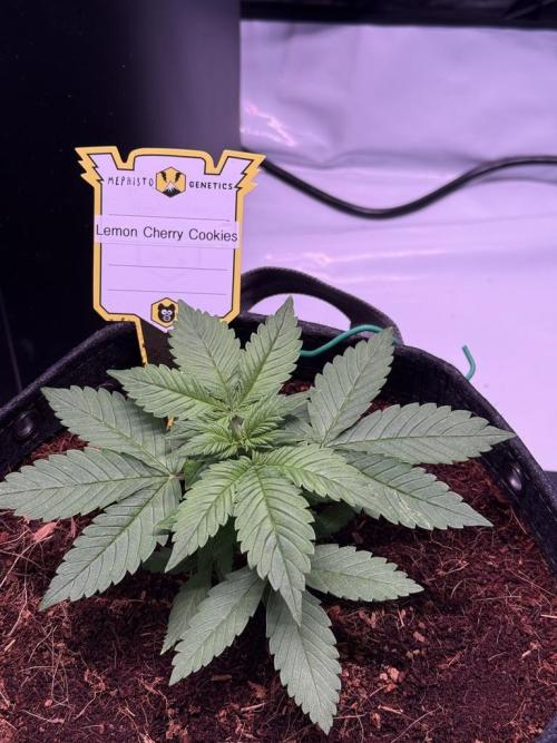Lemon Cherry Cookies (Encore). Week 3 - Day 20