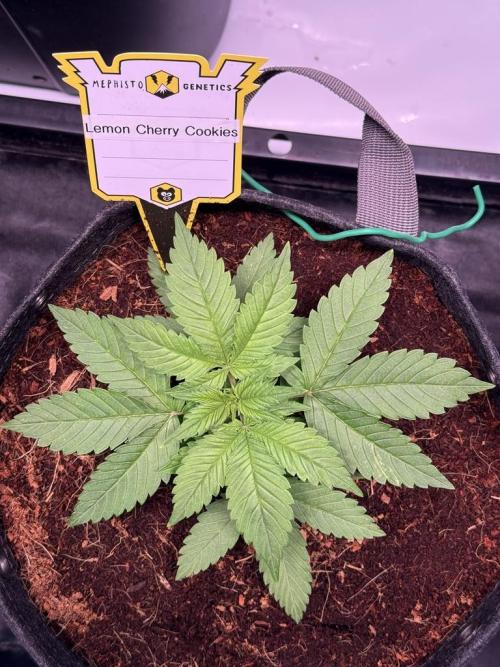Lemon Cherry Cookies (Encore). Week 3 - Day 20