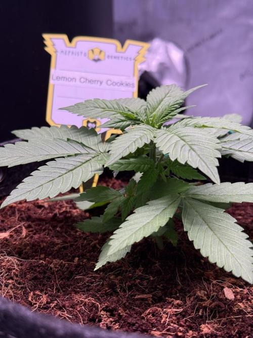 Lemon Cherry Cookies (Encore). Week 3 - Day 20