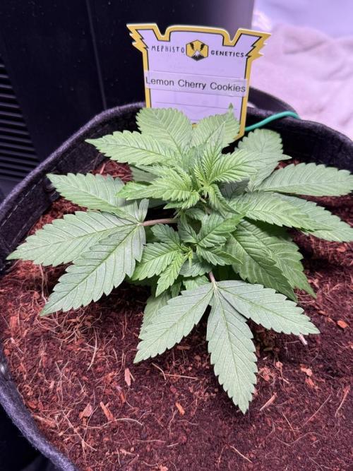 Lemon Cherry Cookies (Encore). Week 3 - Day 21