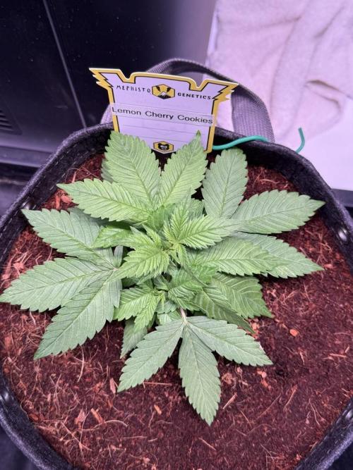 Lemon Cherry Cookies (Encore). Week 3 - Day 21