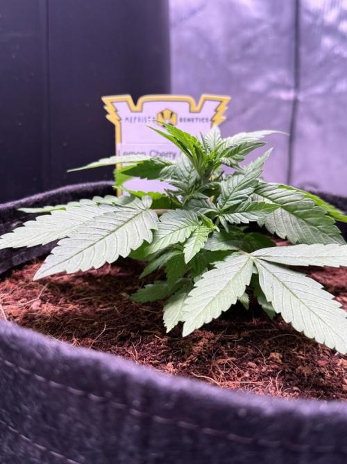 Lemon Cherry Cookies Auto. Week 3
