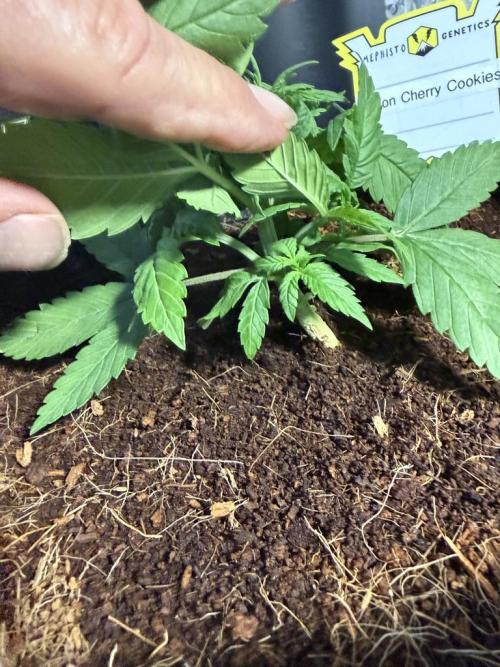 Lemon Cherry Cookies (Encore). Week 3 - Day 21-Lower growth