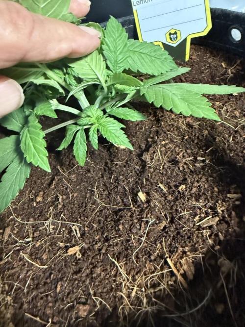 Lemon Cherry Cookies (Encore). Week 3 - Day 21-Lower growth