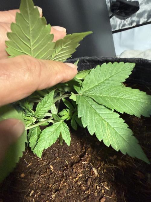 Lemon Cherry Cookies Auto. Week 3