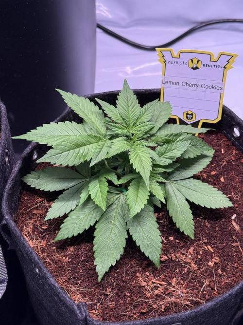 Lemon Cherry Cookies (Encore). Week 4 - Day 22