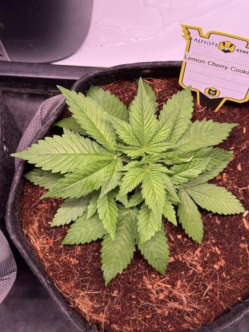 Lemon Cherry Cookies (Encore). Week 4 - Day 22