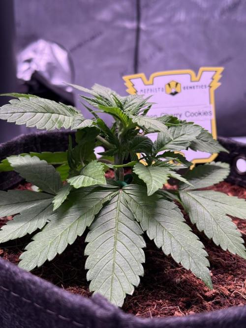 Lemon Cherry Cookies (Encore). Week 4 - Day 22