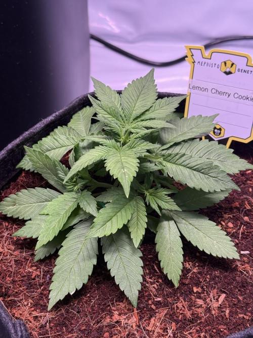 Lemon Cherry Cookies (Encore). Week 4 - Day 23