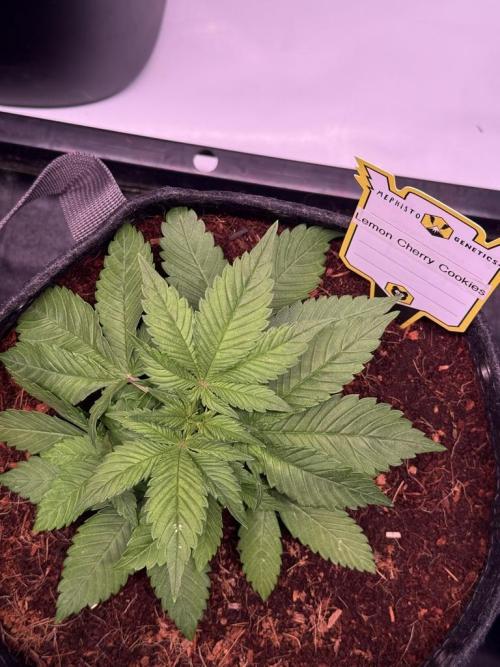 Lemon Cherry Cookies (Encore). Week 4 - Day 23