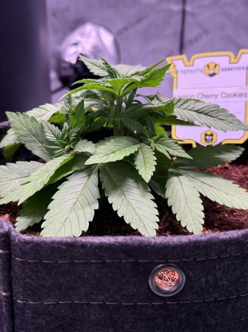 Lemon Cherry Cookies (Encore). Week 4 - Day 23