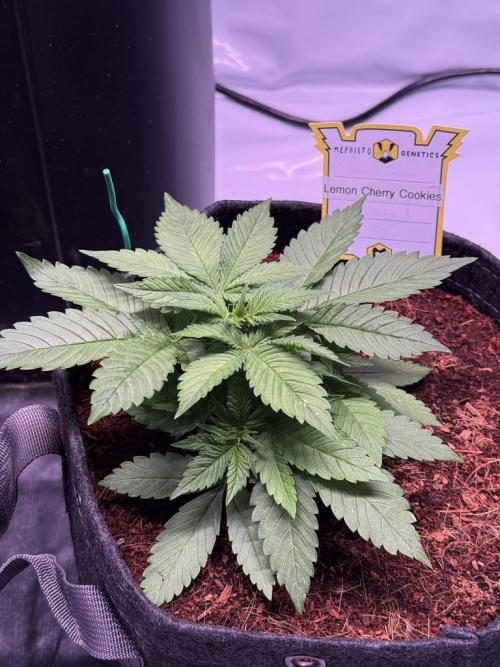 Lemon Cherry Cookies (Encore). Week 4 - Day 24