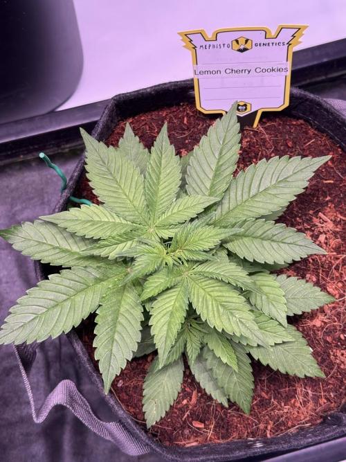 Lemon Cherry Cookies (Encore). Week 4 - Day 24