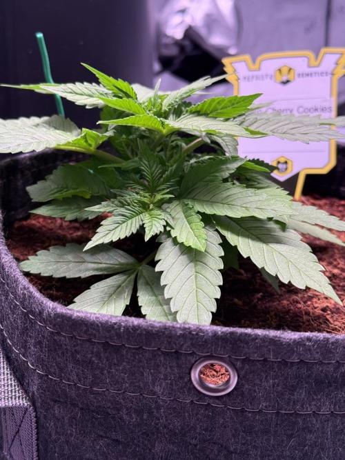 Lemon Cherry Cookies Auto. Week 4