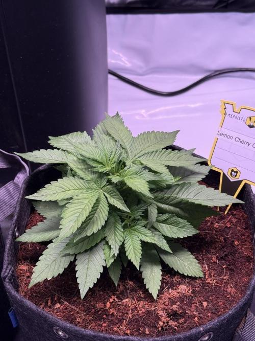 Lemon Cherry Cookies (Encore). Week 4 - Day 25