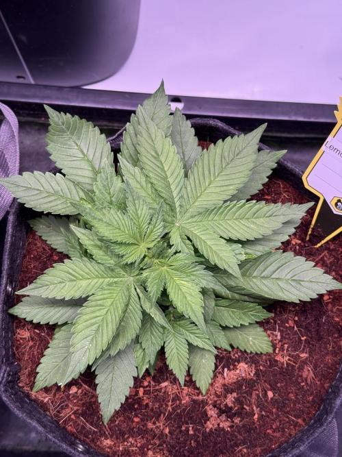 Lemon Cherry Cookies (Encore). Week 4 - Day 25