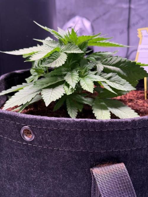 Lemon Cherry Cookies (Encore). Week 4 - Day 25