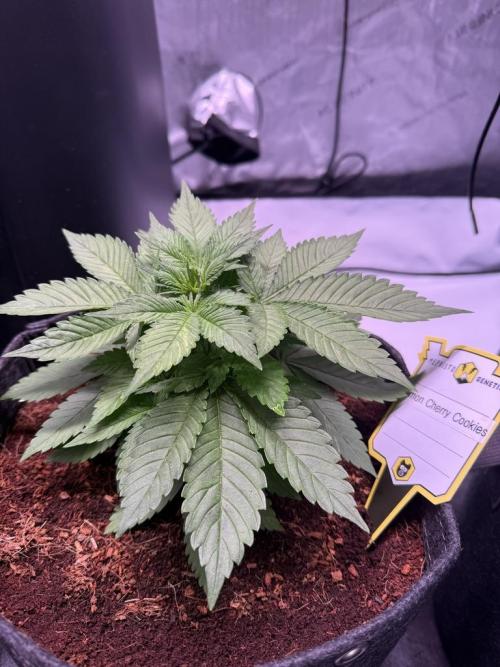 Lemon Cherry Cookies (Encore). Week 4 - Day 26