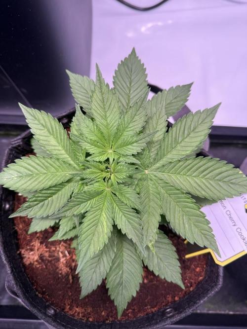 Lemon Cherry Cookies (Encore). Week 4 - Day 26