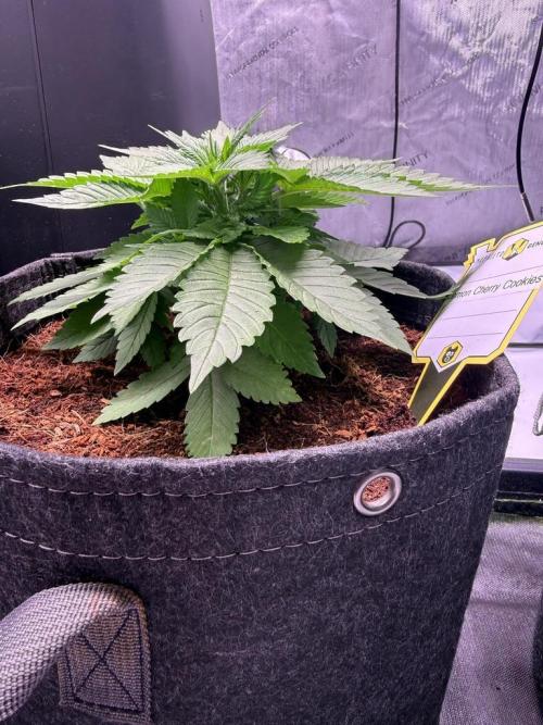Lemon Cherry Cookies (Encore). Week 4 - Day 26