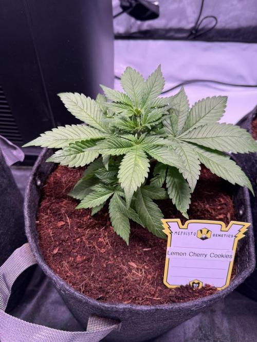Lemon Cherry Cookies (Encore). Week 4 - Day 26-After Trim
