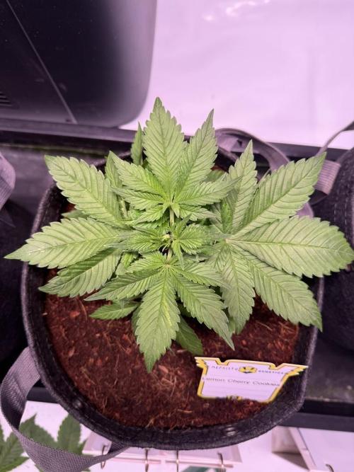 Lemon Cherry Cookies (Encore). Week 4 - Day 26-After Trim