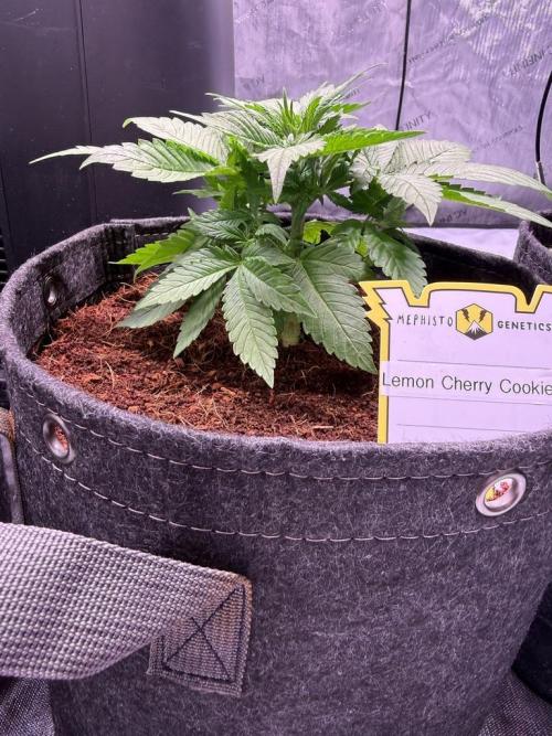 Lemon Cherry Cookies (Encore). Week 4 - Day 26-After Trim
