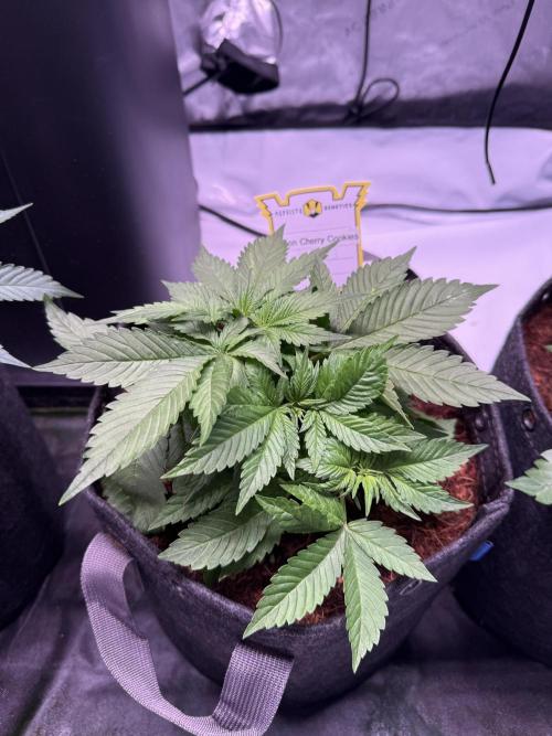 Lemon Cherry Cookies (Encore). Week 4 - Day 28