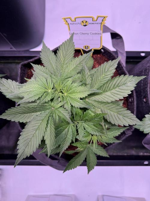 Lemon Cherry Cookies (Encore). Week 4 - Day 28