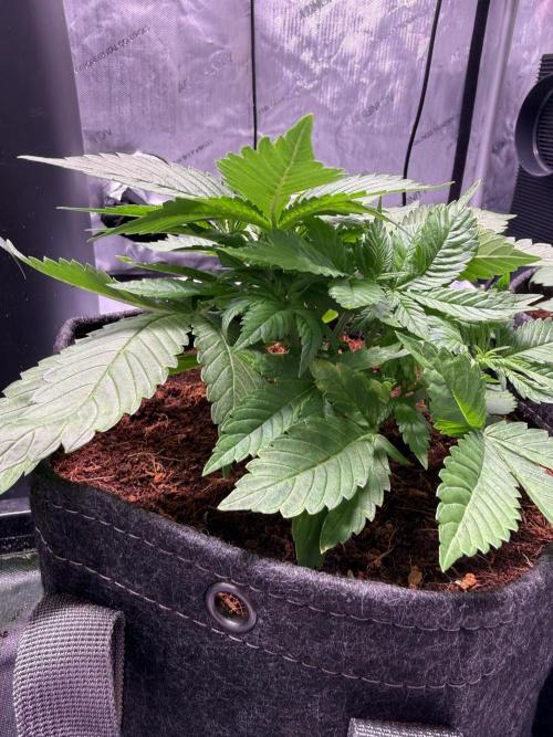 Lemon Cherry Cookies (Encore). Week 4 - Day 28
