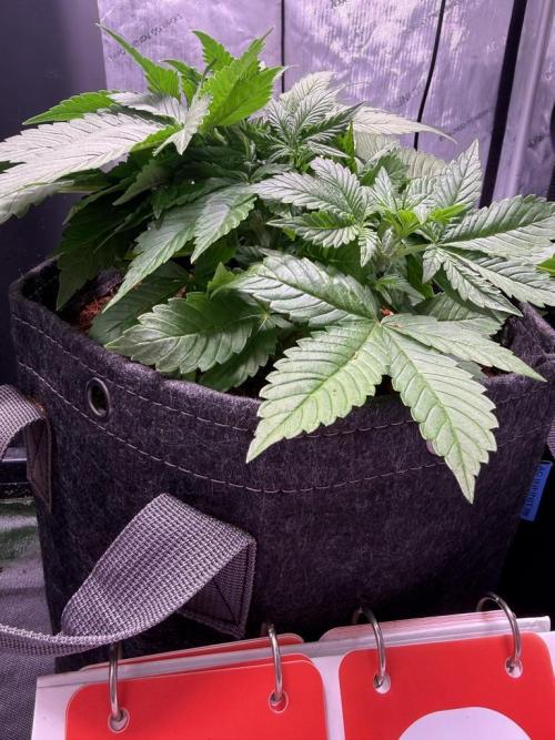 Lemon Cherry Cookies (Encore). Week 5 - Day 29