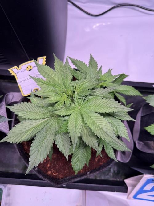 Lemon Cherry Cookies (Encore). Week 5 - Day 30