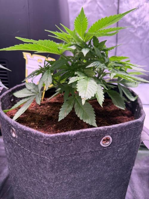 Lemon Cherry Cookies (Encore). Week 5 - Day 30
