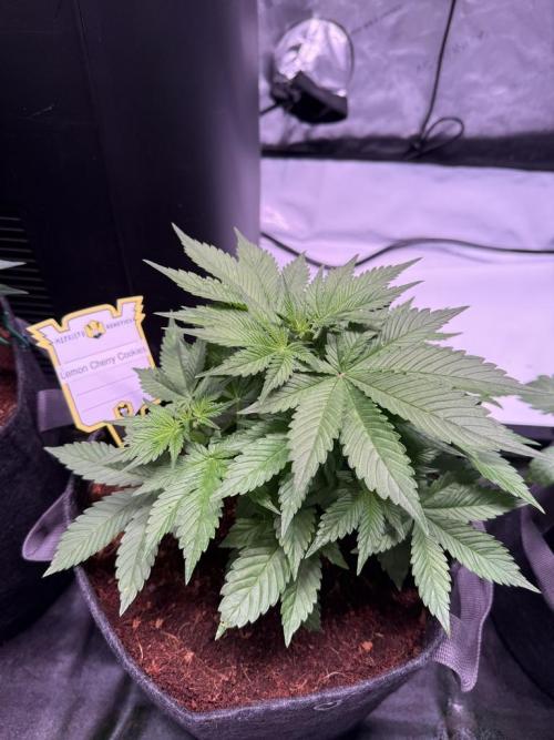 Lemon Cherry Cookies (Encore). Week 5 - Day 31