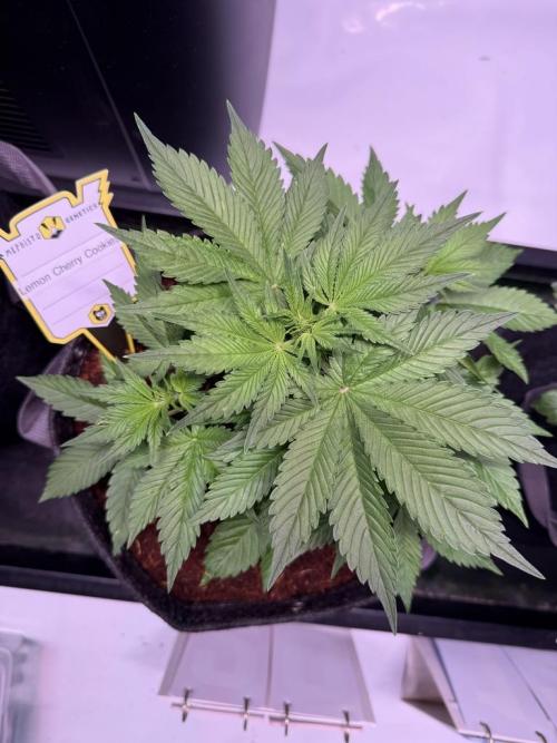 Lemon Cherry Cookies (Encore). Week 5 - Day 31