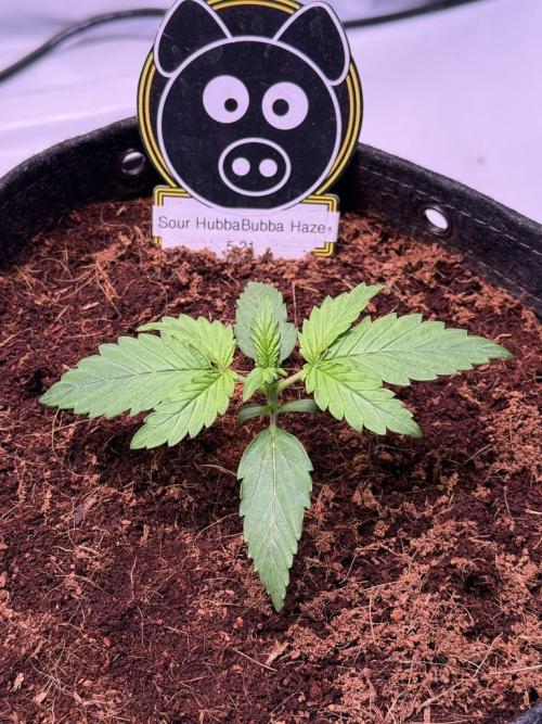 Sour HubbaBubba Haze-Mephisto Bonus. Week 2 - Day 12
