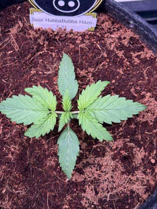 Sour HubbaBubba Haze-Mephisto Bonus. Week 2 - Day 12