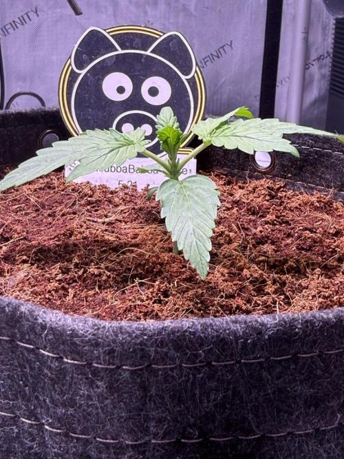 Sour HubbaBubba Haze-Mephisto Bonus. Week 2 - Day 12