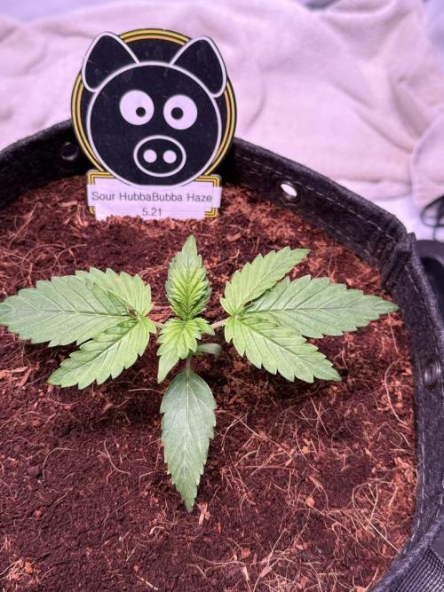 Sour HubbaBubba Haze-Mephisto Bonus. Week 2 - Day 13