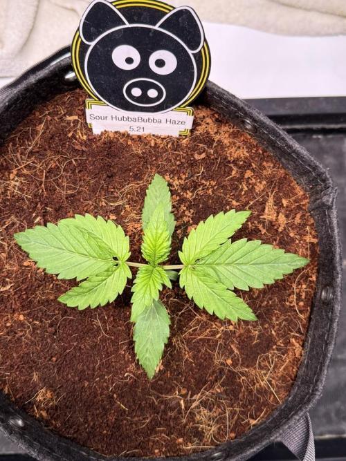 Sour HubbaBubba Haze-Mephisto Bonus. Week 2 - Day 13
