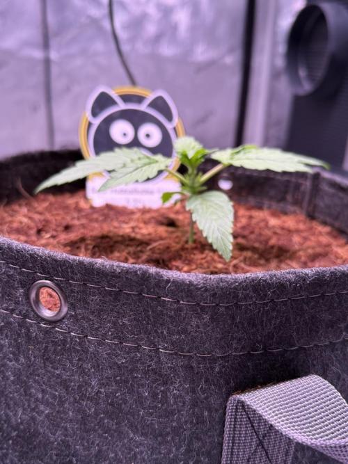 Sour HubbaBubba Haze-Mephisto Bonus. Week 2 - Day 13