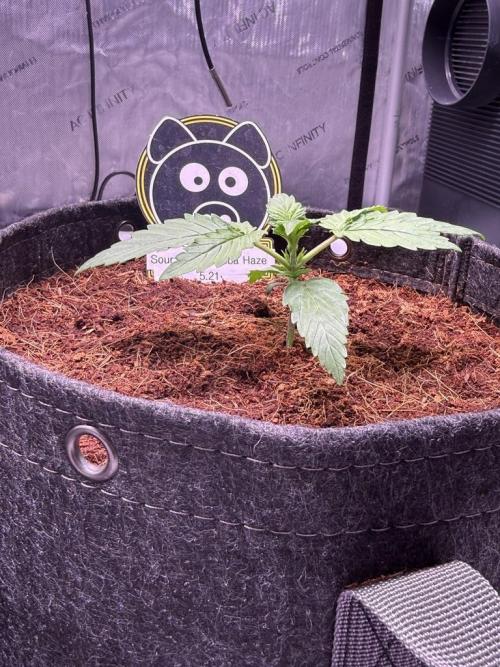 Sour HubbaBubba Haze-Mephisto Bonus. Week 2 - Day 13