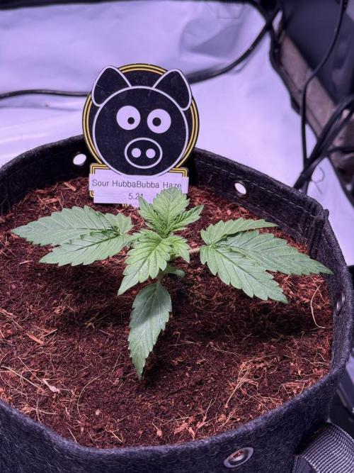 Sour HubbaBubba Haze-Mephisto Bonus. Week 2 - Day 14