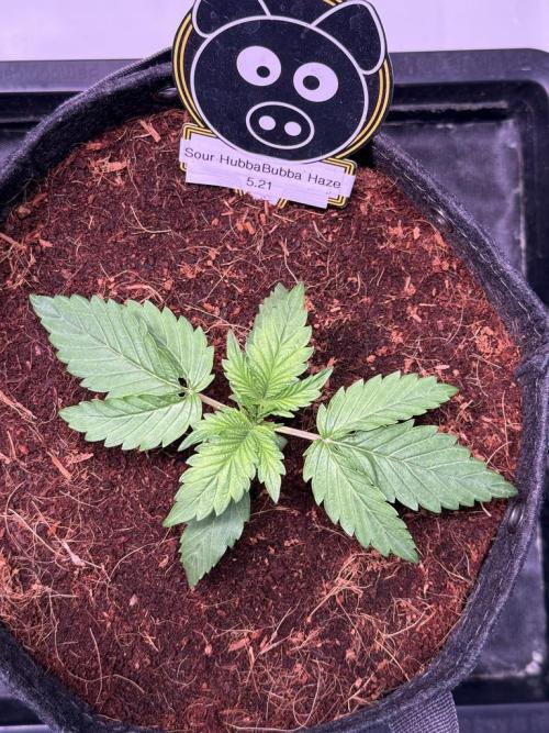 Sour HubbaBubba Haze-Mephisto Bonus. Week 2 - Day 14