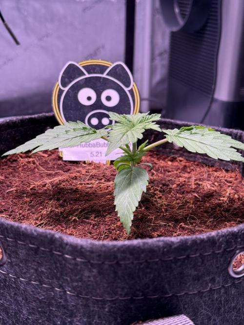 Sour HubbaBubba Haze-Mephisto Bonus. Week 2 - Day 14