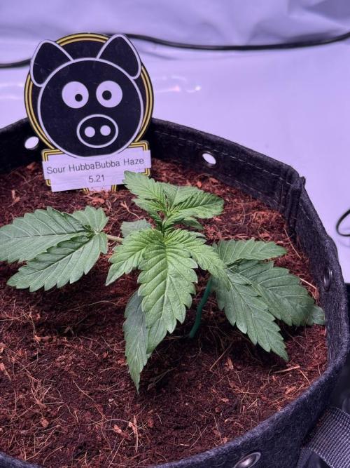 Sour HubbaBubba Haze-Mephisto Bonus. Week 3 - Day 15