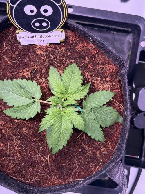 Sour HubbaBubba Haze-Mephisto Bonus. Week 3 - Day 15